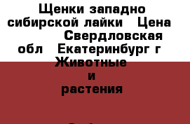 Щенки западно-сибирской лайки › Цена ­ 4 500 - Свердловская обл., Екатеринбург г. Животные и растения » Собаки   